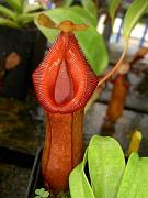 Nepenthes ventricosa x xiphioides